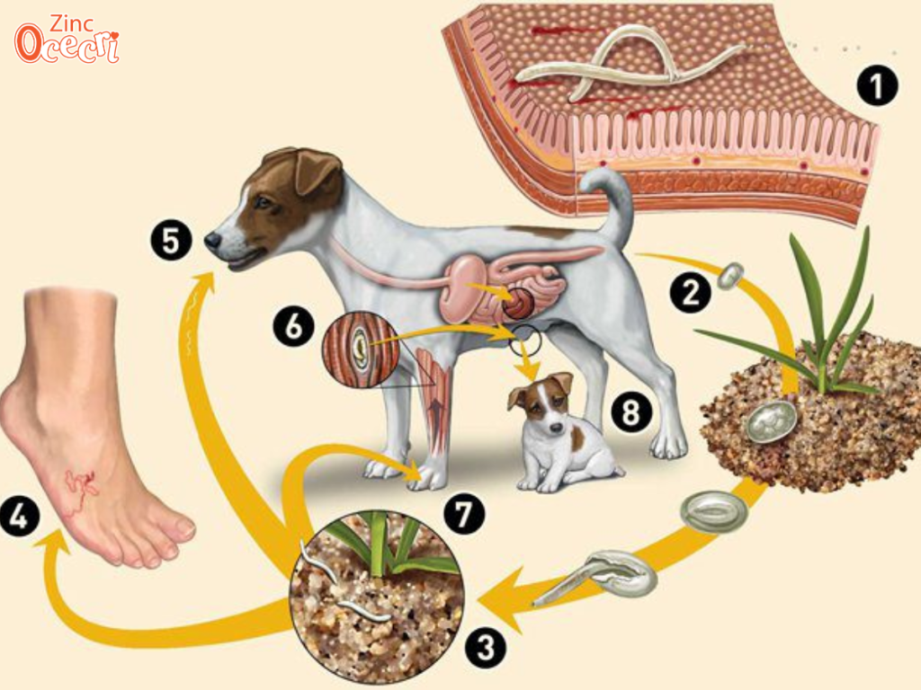Nguyên nhân bị nhiễm giun đũa chó mèo.